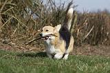 CORGI PEMBROKE 837